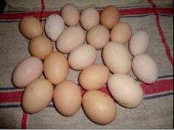 Gramapriya GramapriyaAn Egg Producer in Rural areas Agrifarmingin