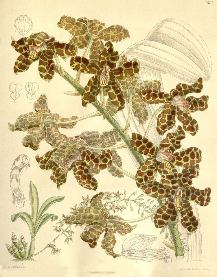 Grammatophyllum rumphianum