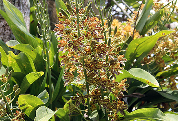 Grammatophyllum scriptum Grammatophyllum scriptum Bell Orchid Toh Garden Singapore