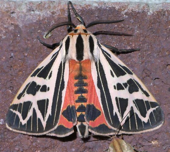 Grammia phyllira Black and white tiger moth Grammia phyllira BugGuideNet