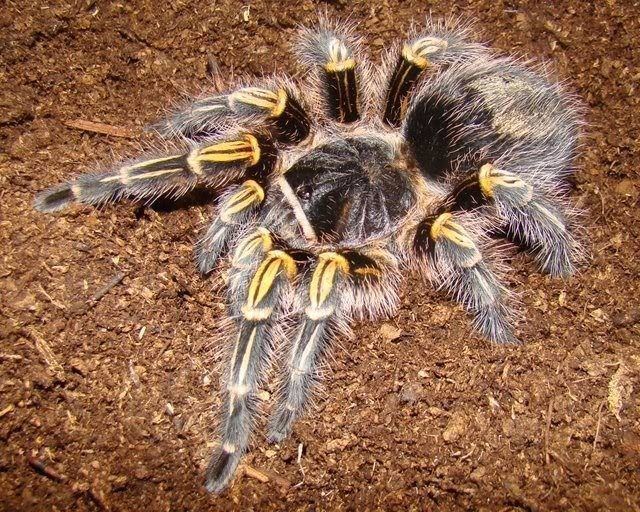 Grammostola pulchripes Grammostola Pulchripes Chaco Golden Knee tarantula in North