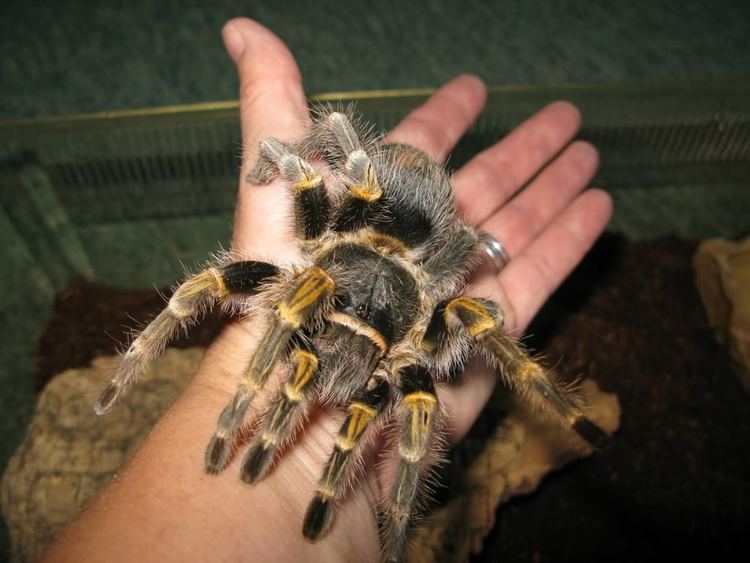 Grammostola pulchripes Taking a photo of my G PulchripesTarantula Photography by Ivan