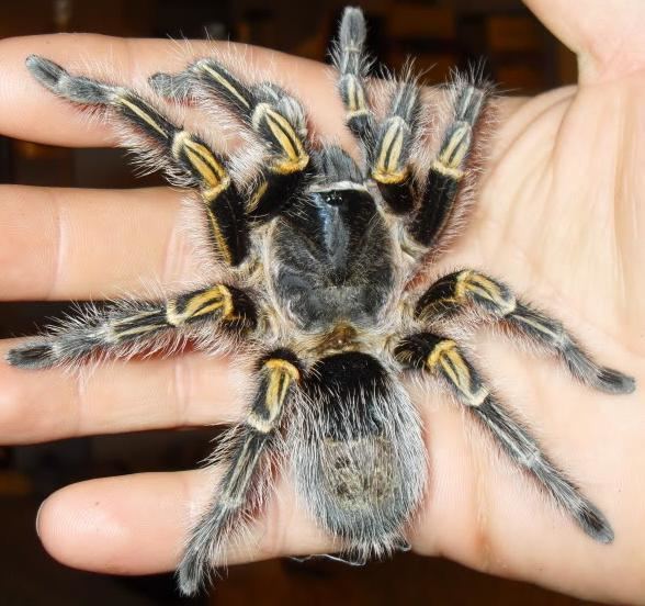 Grammostola pulchripes Terrestrial Tarantula Setup amp Caresheet Chaco Golden Knee