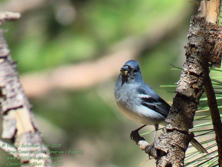 Gran Canaria blue chaffinch Valry Schollaert on Twitter quotThe beautiful and rare Gran Canaria