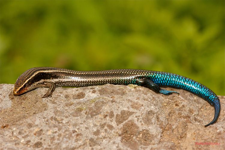 Gran Canaria skink Chalcides sexlineatus Lisa Gran Canaria skink In the so Flickr