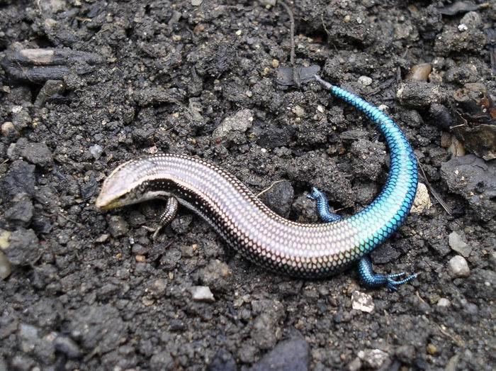 Gran Canaria skink Chalcides sexlineatus The Reptile Database