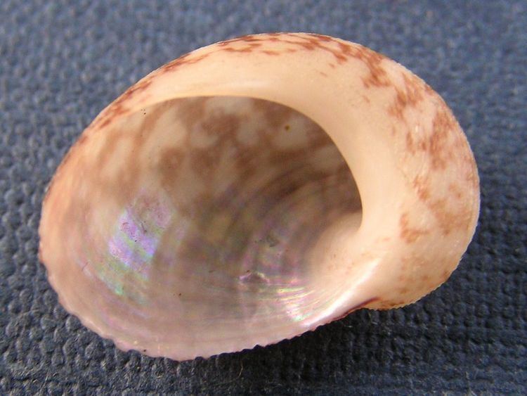 Granata (gastropod)