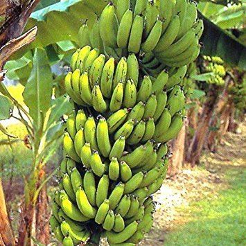Grand Nain Amazoncom Banana Plants quotGrand Nainquot Includes Four 4 Plants