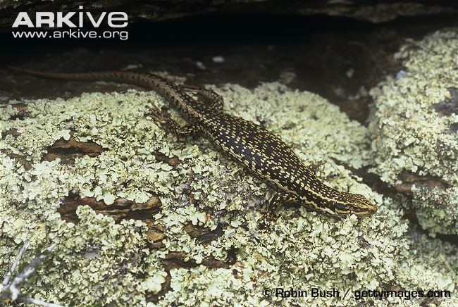 Grand skink cdn1arkiveorgmedia1A1A7D4E6508074F90AA397