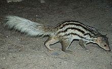Grandidier's mongoose httpsuploadwikimediaorgwikipediacommonsthu