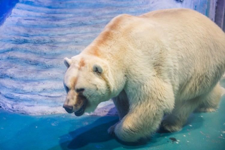 Grandview Mall Aquarium Depressed PolarGrizzly Bear Kept Locked In A Room At The Mall