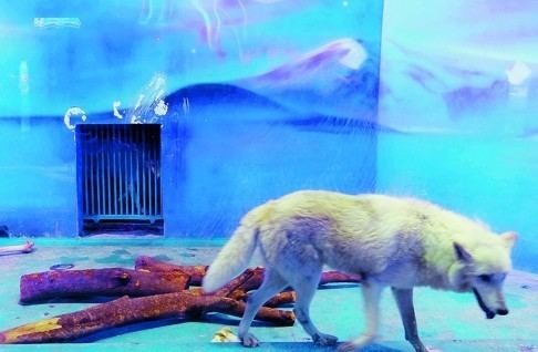 Grandview Mall Aquarium Arctic blues South China mall under fire for new 39polar world