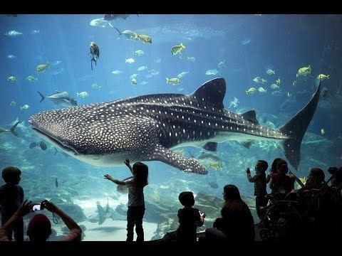 Grandview Mall Aquarium Big aquarium at Grandview Mall Guangzhou YouTube