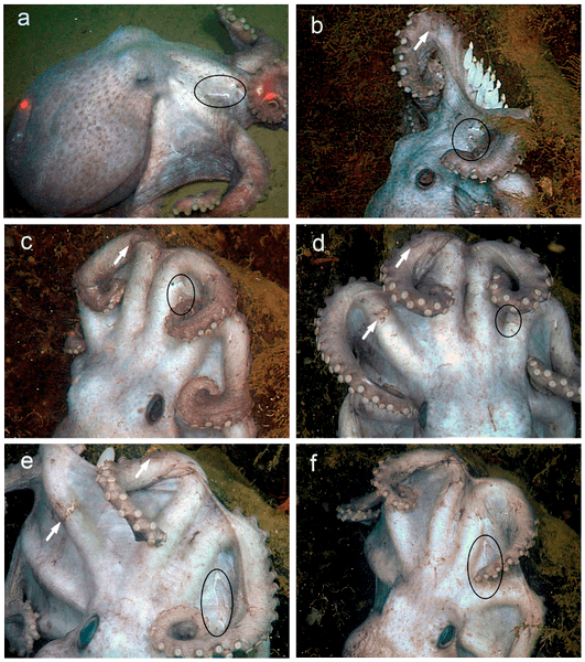 Graneledone DeepSea Octopus Graneledone boreopacifica Conducts the Longest