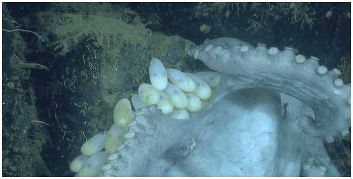 Graneledone Species New to Science Cephalopoda 2014 DeepSea Octopus