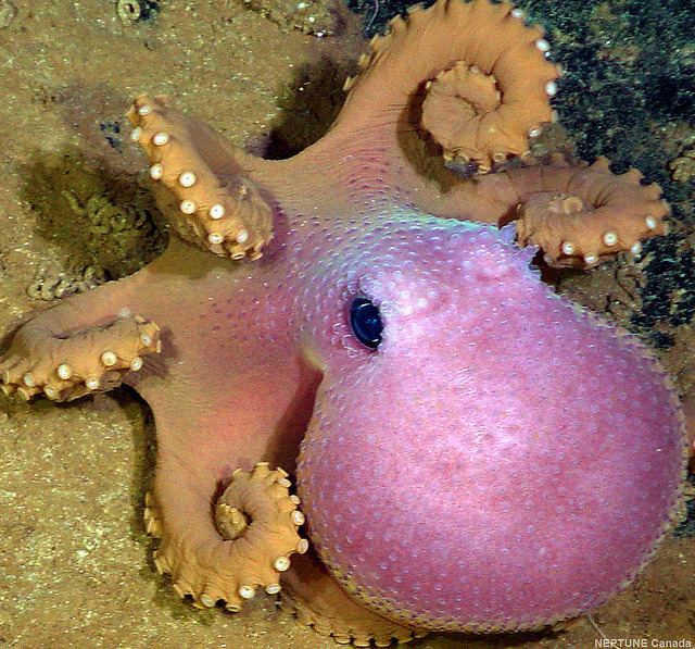 Graneledone Nature and more Deepsea Octopus Graneledone boreopacifica This