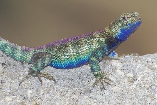 Granite spiny lizard photographs by Mark Chappell