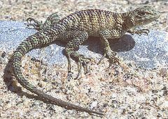 Granite spiny lizard httpsuploadwikimediaorgwikipediacommonsthu