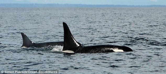 Granny (orca) Her Heart Still Goes On Killer whale called 39Granny39 born the year