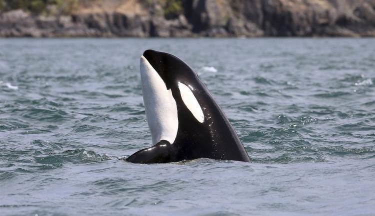 Granny (orca) Oldest Puget Sound Orca 39Granny39 Missing and Presumed Dead NBC News