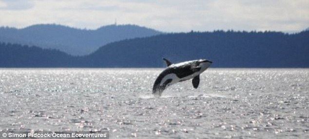 Granny (orca) Her Heart Still Goes On Killer whale called 39Granny39 born the year