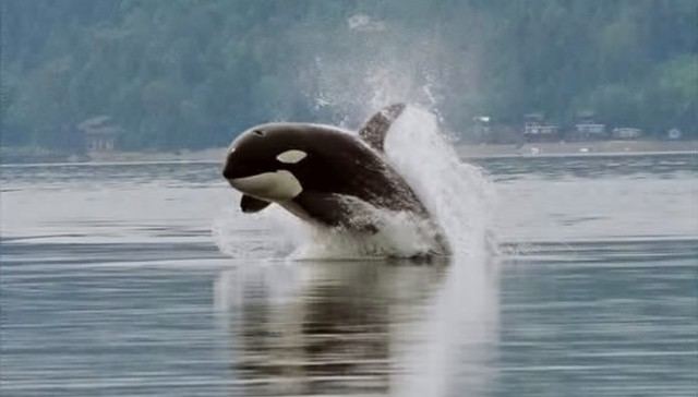 Granny (orca) Bad News For SeaWorld 103YearOld Orca Recently Spotted Thriving
