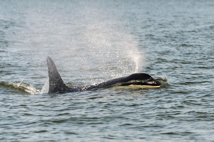 Granny (orca) World39s Oldest Known Orca Presumed Dead