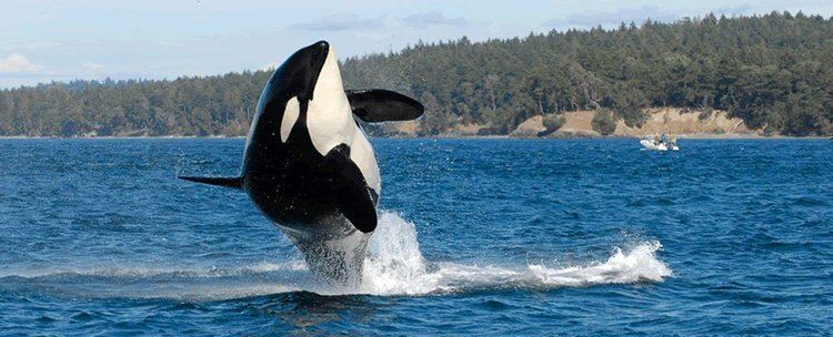 Granny (orca) The world39s oldest known orca Granny is believed to have died