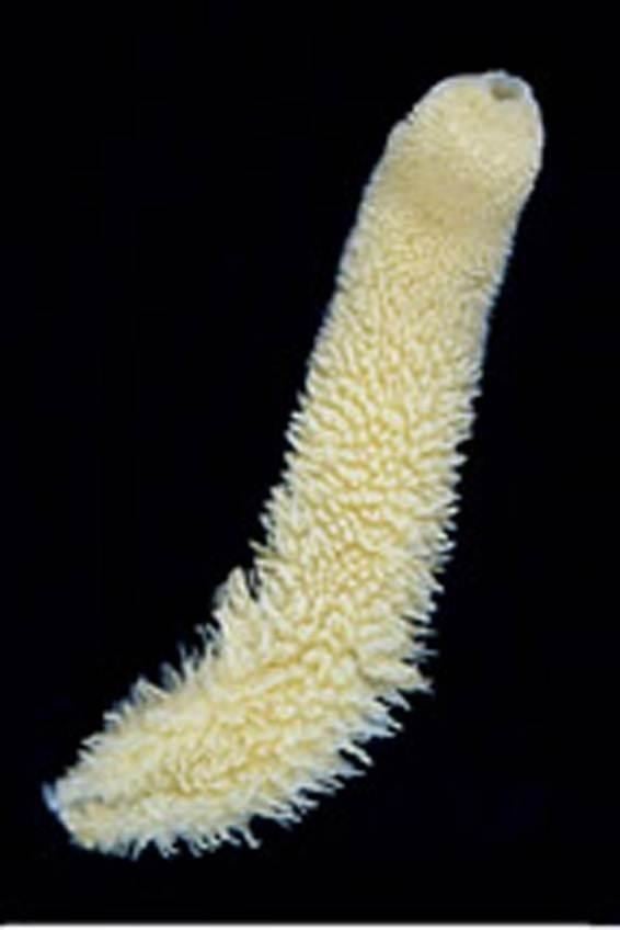 Grantia Grantia sponge abuv