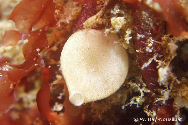 Grantia compressa European Marine Life Photo of Grantia compressa Sponge biology