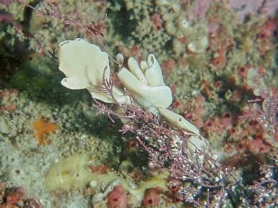 Grantia compressa Grantia compressa Marine Life Encyclopedia
