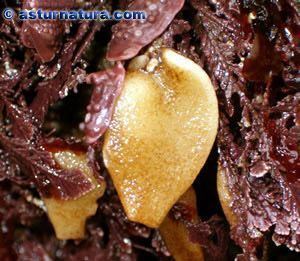 Grantia compressa httpswwwasturnaturacomImagenesespeciegrant