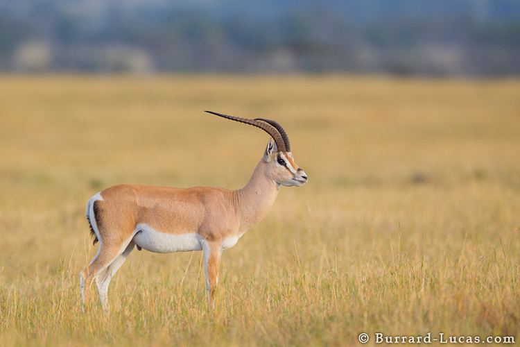 Grant's gazelle Male Grants Gazelle BurrardLucas Photography