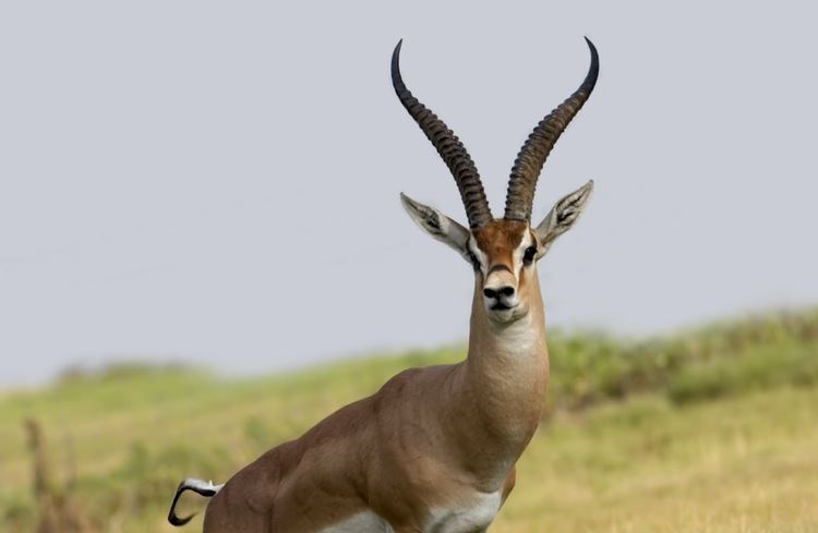 Grant's gazelle Grant39s Gazelle Article Serengeti Animal Tracker