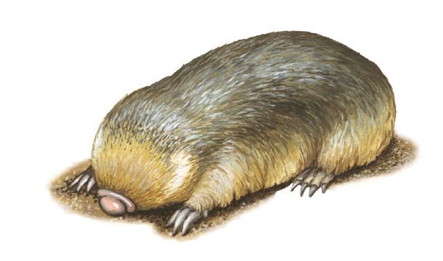 Grant's golden mole animaldiversityorgcollectionscontributorsGrzim