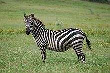 Grant's zebra httpsuploadwikimediaorgwikipediacommonsthu