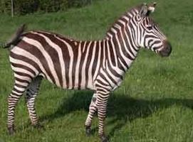 Grant's zebra Zebra