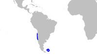 Granular dogfish httpsuploadwikimediaorgwikipediacommonsthu