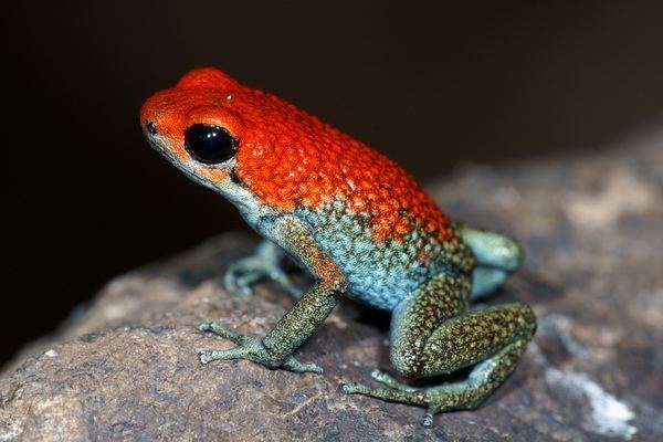Granular poison frog Costa Rica Motmots amp Manakins