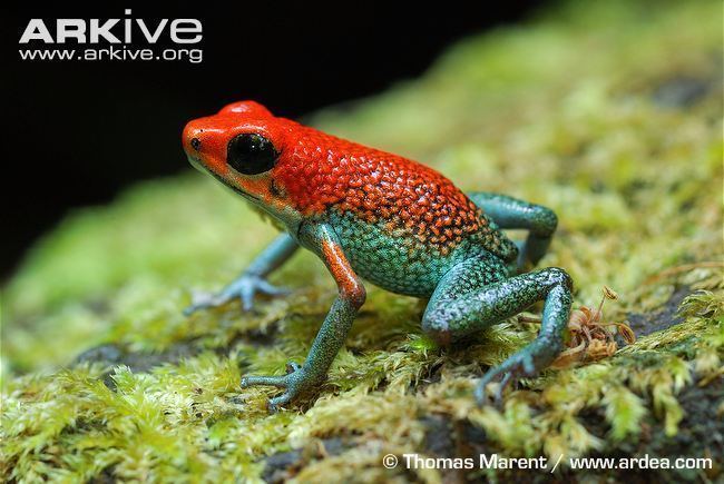 Granular poison frog Granular poison frog videos photos and facts Oophaga granulifera