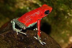 Granular poison frog httpsuploadwikimediaorgwikipediacommonsthu
