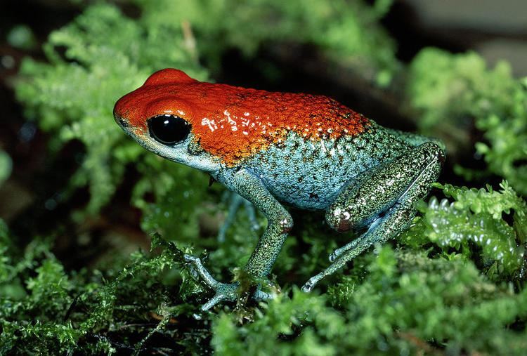 Granular poison frog 1000 images about Oophaga granulifera Granular Poison Frog on