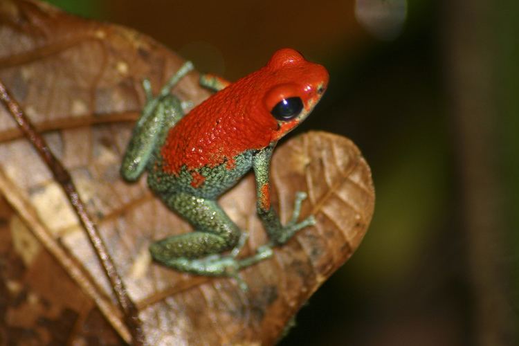 Granular poison frog Granular Poison Dart Frog Amphibian Rescue and Conservation Project