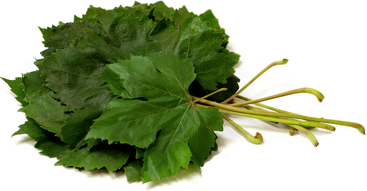 Grape leaves Grape Leaves Information Recipes and Facts