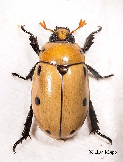 Grapevine beetle Grapevine Beetle Pelidnota punctata BugGuideNet