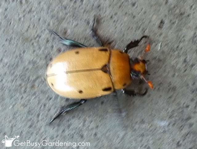 Grapevine beetle Beetle