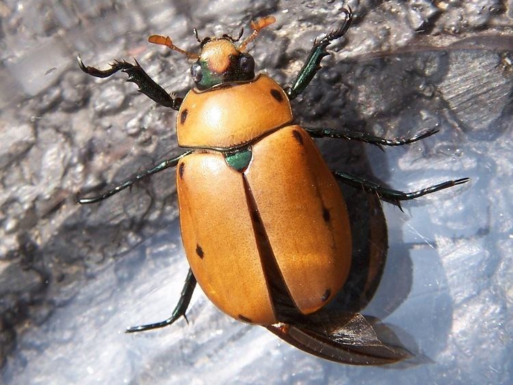 Grapevine beetle Grapevine beetle Wikipedia
