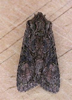 Graphania mutans httpsuploadwikimediaorgwikipediacommonsthu