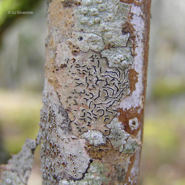 Graphis (lichen) Graphis scripta images of British lichens