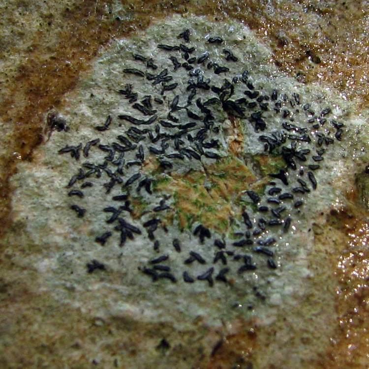 Graphis (lichen) fungimyspeciesinfositesfungimyspeciesinfofi